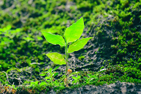 A sapling grows out from a bed of mossy rock.