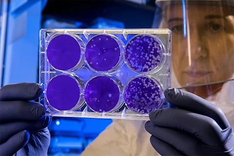 A scientist in protective gear holds up a tray of petri dished with bacteria in them.