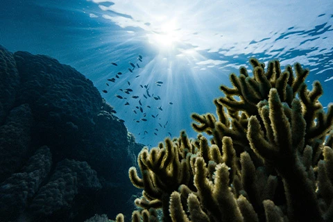 An underwater shot of a coral reef with a school of fish swimming.