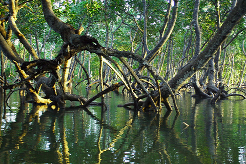 A swamp with trees growing out of the water.