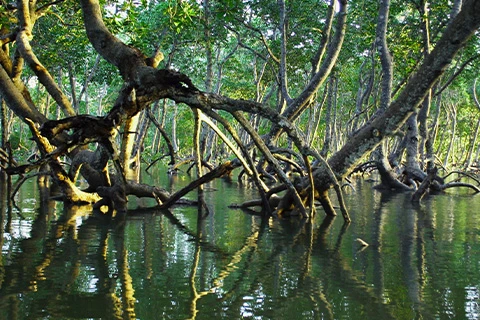 A swamp with trees growing out of the water.