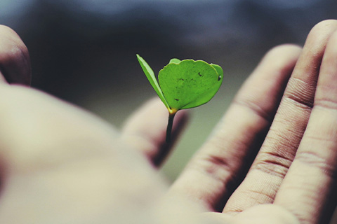An outstretched hand with a sapling in it.