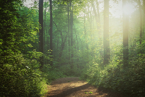 A sunlit, densely populated wood.