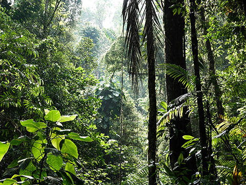 A lush forest full of trees and plants.